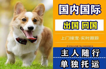 鹤壁市宠物托运公司鹤壁市宠物托运公司鹤壁市宠物托运公司