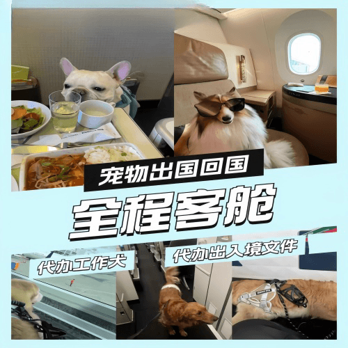 鹤壁市宠物托运到白俄罗斯宠物入境规定和要求